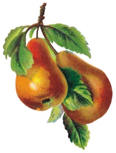 Png fruit clipart