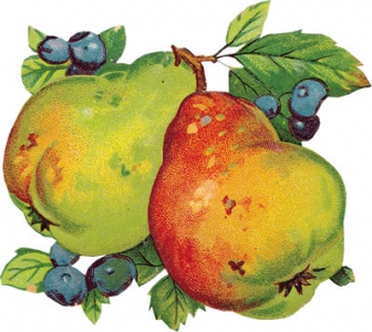 Png fruit clipart