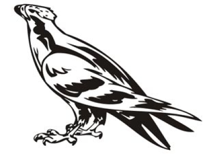 Predatory birds vector