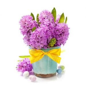 Purple hyacinths in creative basket