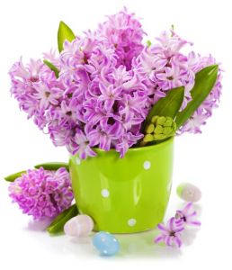 Purple hyacinths in creative basket