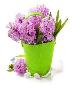 Purple hyacinths in creative basket