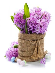 Purple hyacinths in creative basket