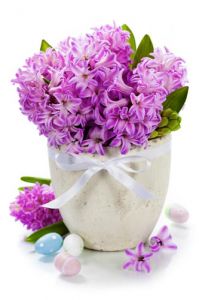 Purple hyacinths in creative basket