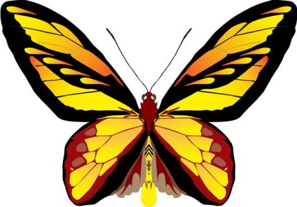 Realistic butterfly vector