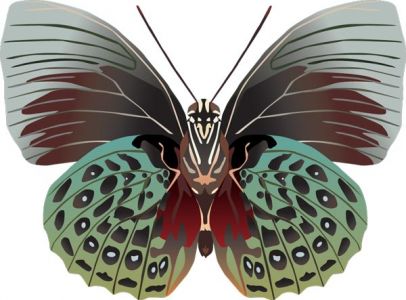 Realistic butterfly vector