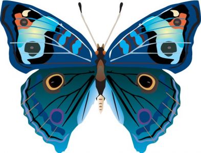 Realistic butterfly vector