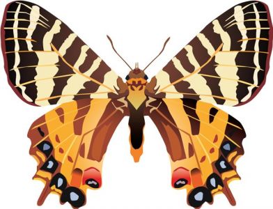 Realistic butterfly vector