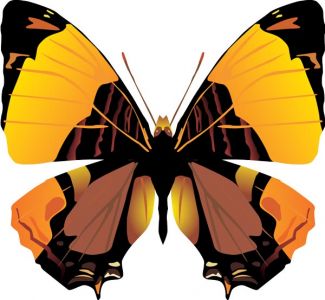 Realistic butterfly vector