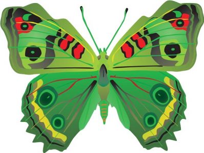 Realistic butterfly vector