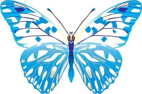 Realistic butterfly vector