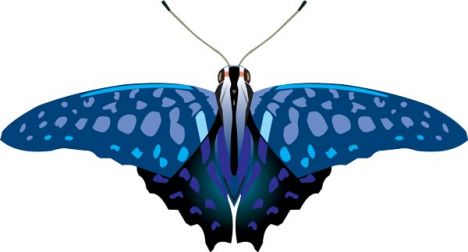 Realistic butterfly vector