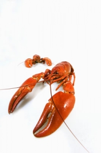 Seafood and lobsters image