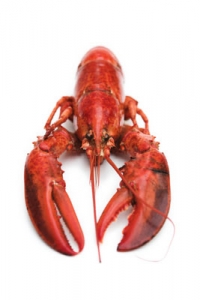 Seafood and lobsters image