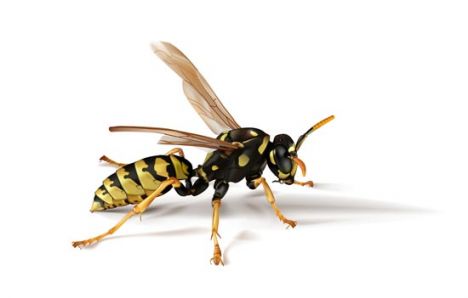 Vector insects design