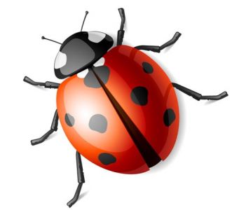 Vector insects template