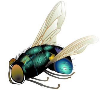 Vector insects design