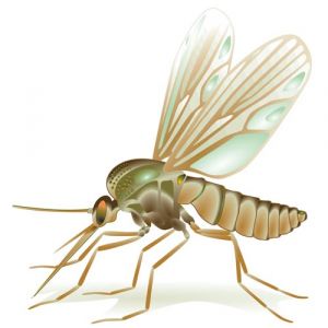 Vector insects template