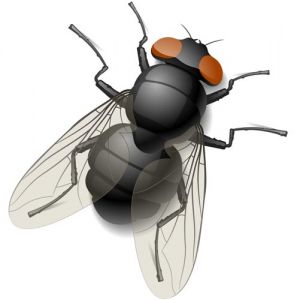 Vector insects design