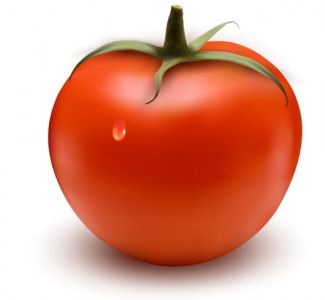 Vegetable tomato vector