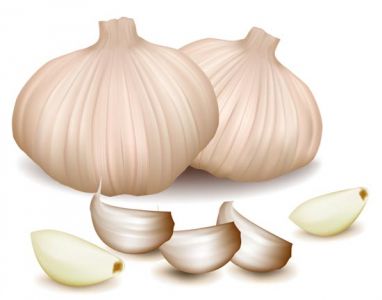 Vegetable garlic vector