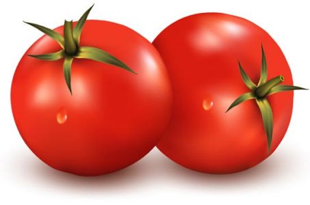 Vegetable tomato vector