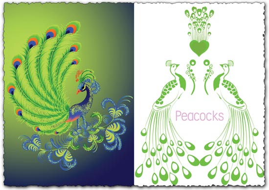 Peacock Vector EPS