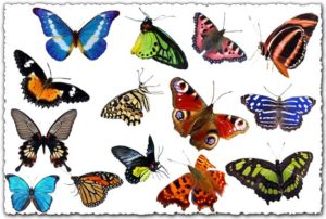 Photoshop butterflies collection