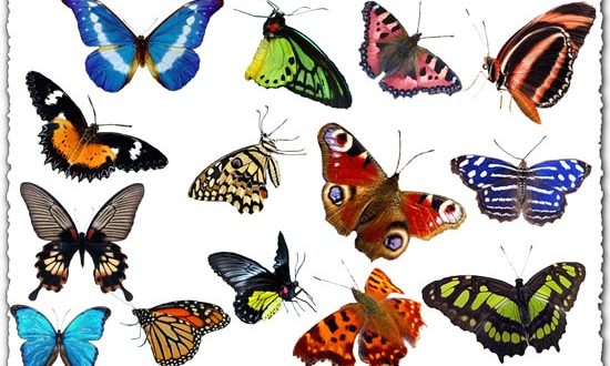 Photoshop butterflies collection