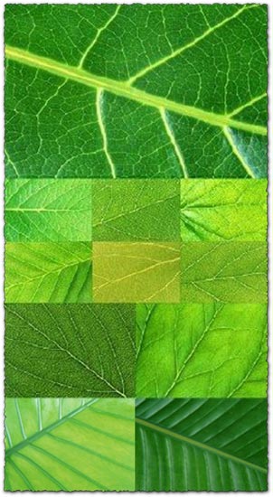Flat green leaves textures