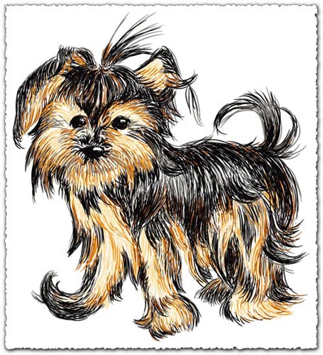 Hand drawn vector Shih Tzu