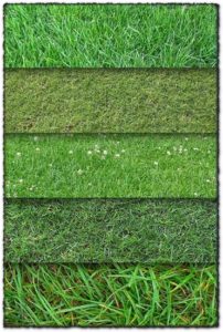 10 grass textures backgrounds