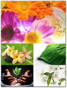 5 flowers wallpapers design