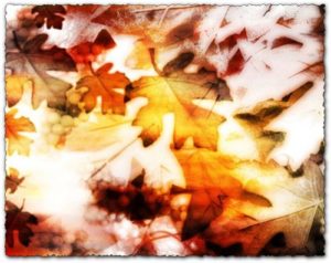 Autumn leaves photoshop brushes