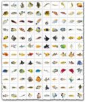 Fish images collection