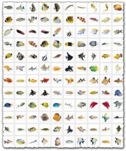 Fish images collection