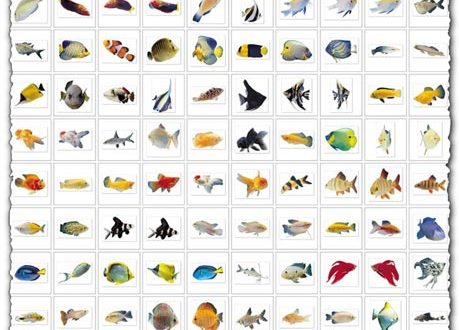 Fish images collection