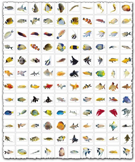 Fish images collection