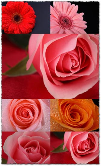 10 Flowers background images