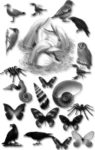 Animal brushes for Photoshop