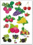 Berries collection vectors