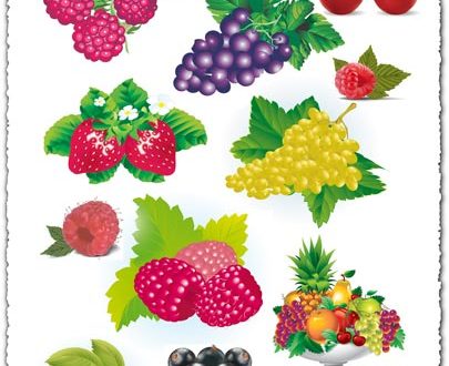Berries collection vectors
