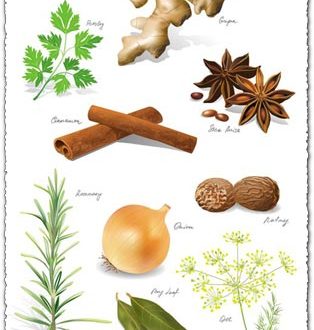 Cooking spices vector material