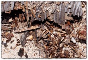 Wood in dirt texture template
