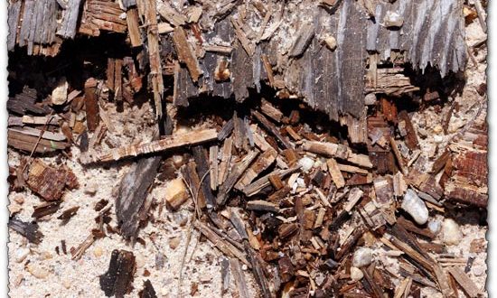 Wood in dirt texture template