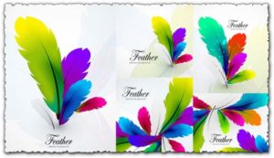 Delicate feathers vector with different colors