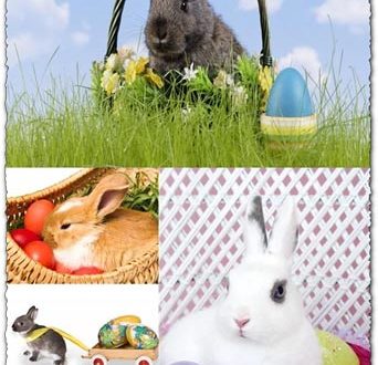 Easter bunny stock images