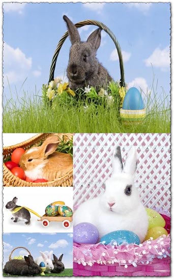 Easter bunny stock images