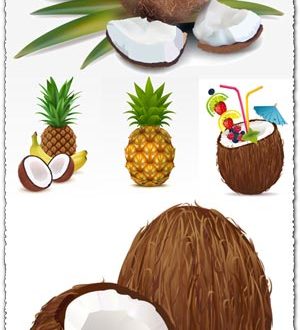 Exotic fruits high detailed vector