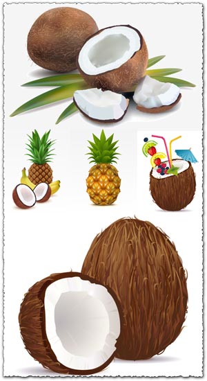 Exotic fruits high detailed vector
